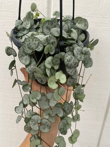 Silver Glory String of Hearts ( Ceropegia Woodii )