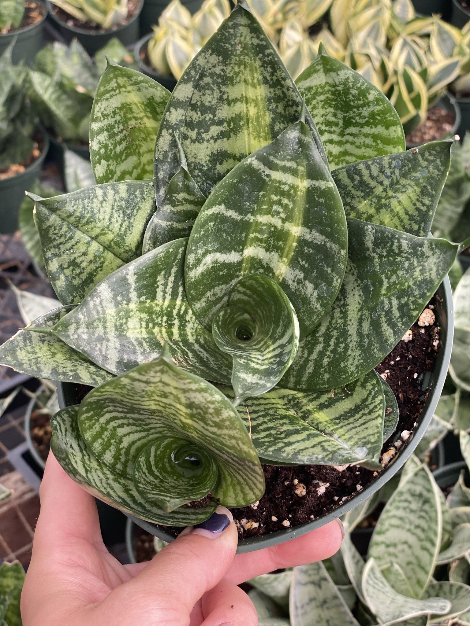 sansevieria starpower series Sansevieria Tiger Star – In Succulent Love