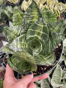 Sansevieria Tiger Star