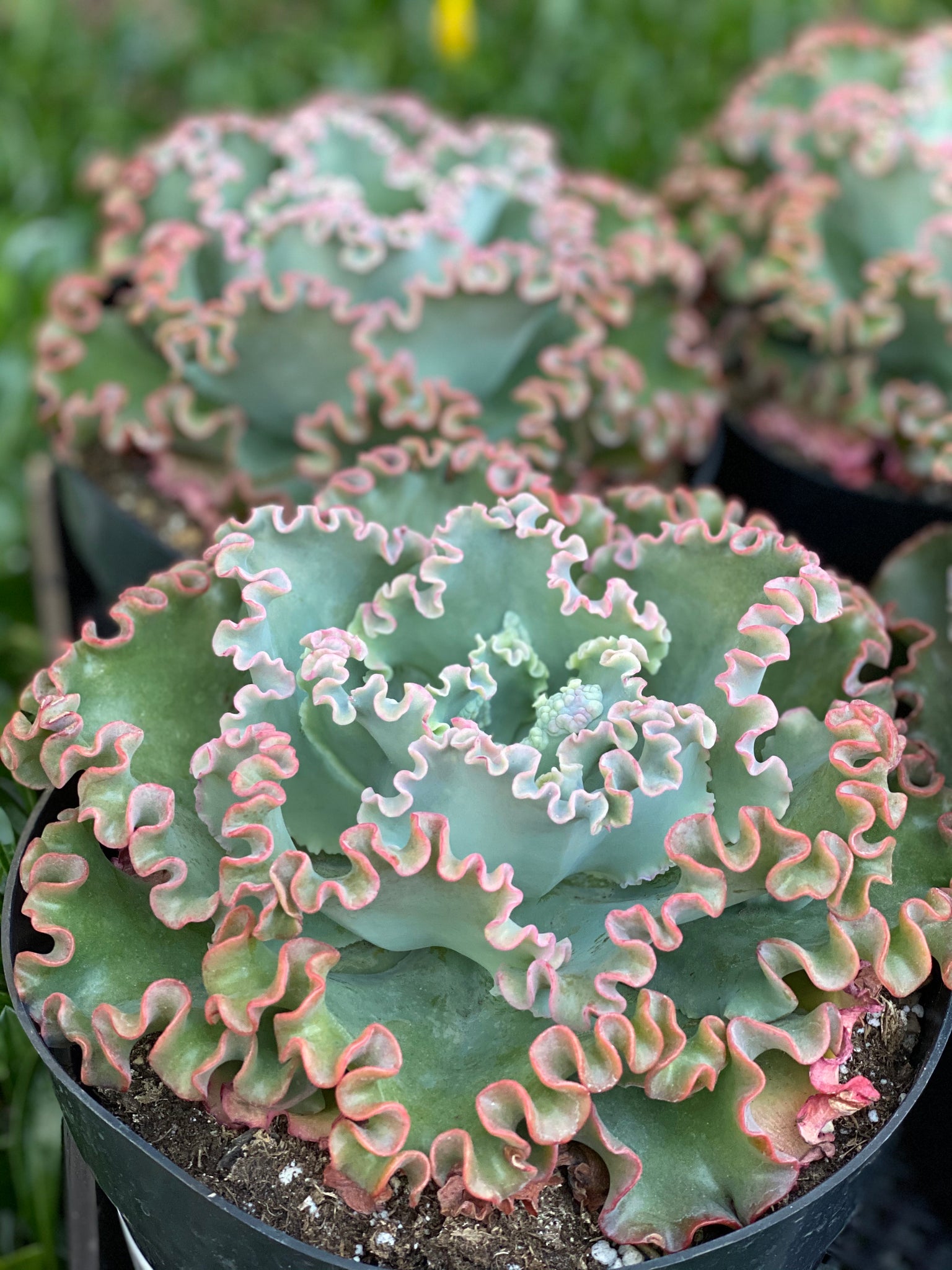 dragon plant succulent Echeveria Sea Dragon (USPP29814) – In Succulent Love