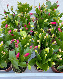 Mini Christmas Cactus Trio (2in Pots) (Currently Not Blooming)