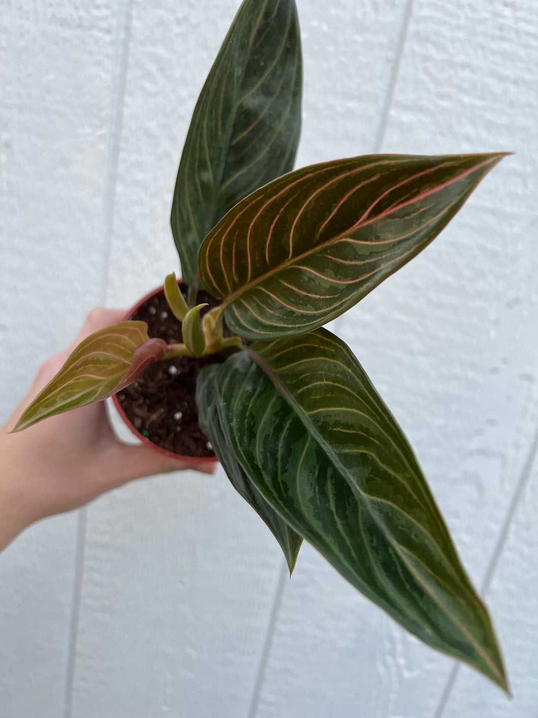 Aglaonema Chinese Evergreen 'Chocolate'