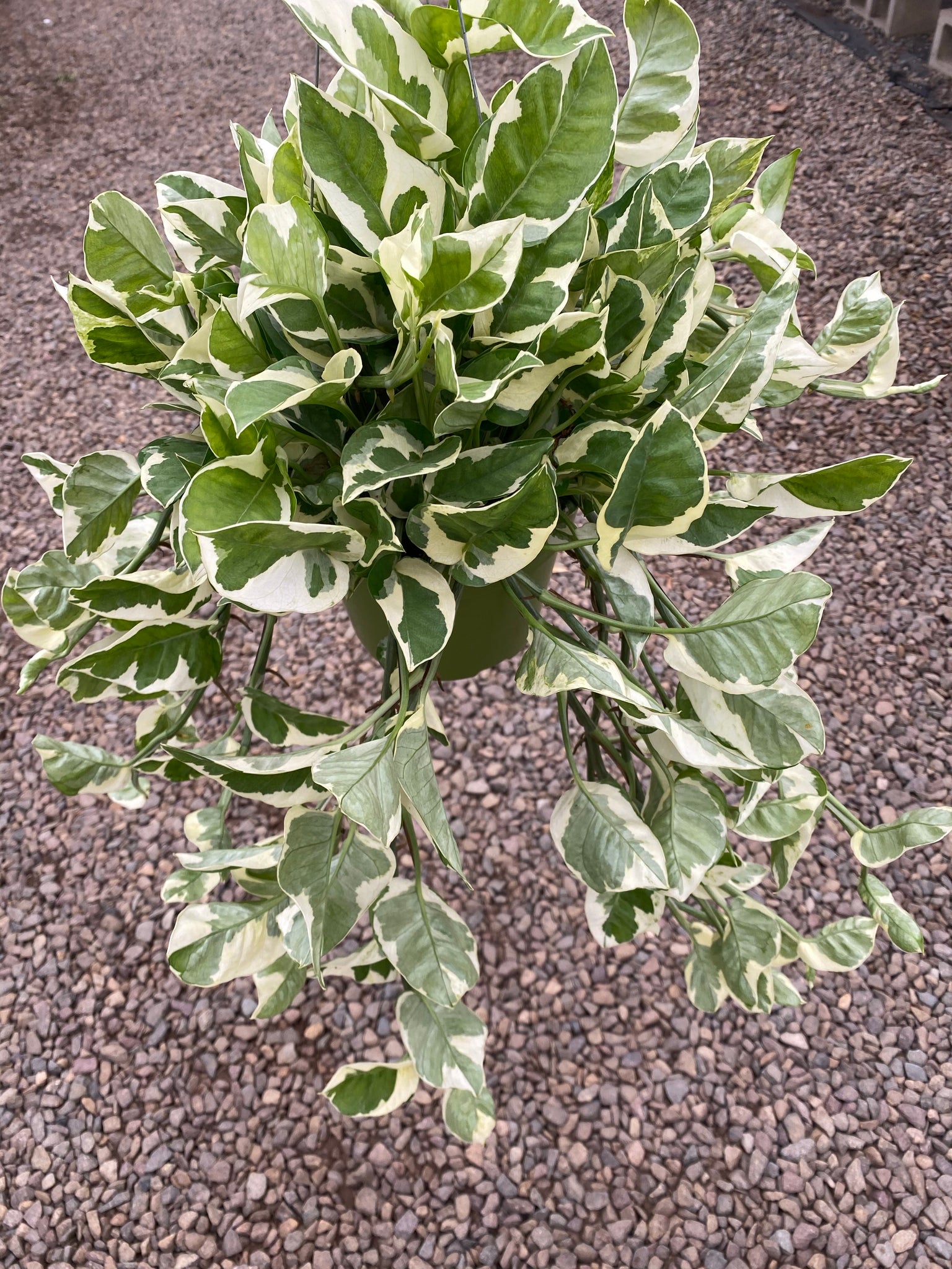 jade pearl succulent Pothos Pearls & Jade – In Succulent Love