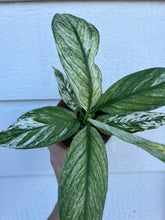 Spathiphyllum Sensation Variegated / Spathiphyllum ‘Jessica’ (Peace Lily)