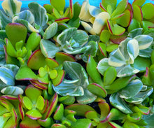 Crassula Cutting Set (45 cuttings!)