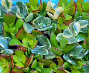 Crassula Cutting Set (45 cuttings!)