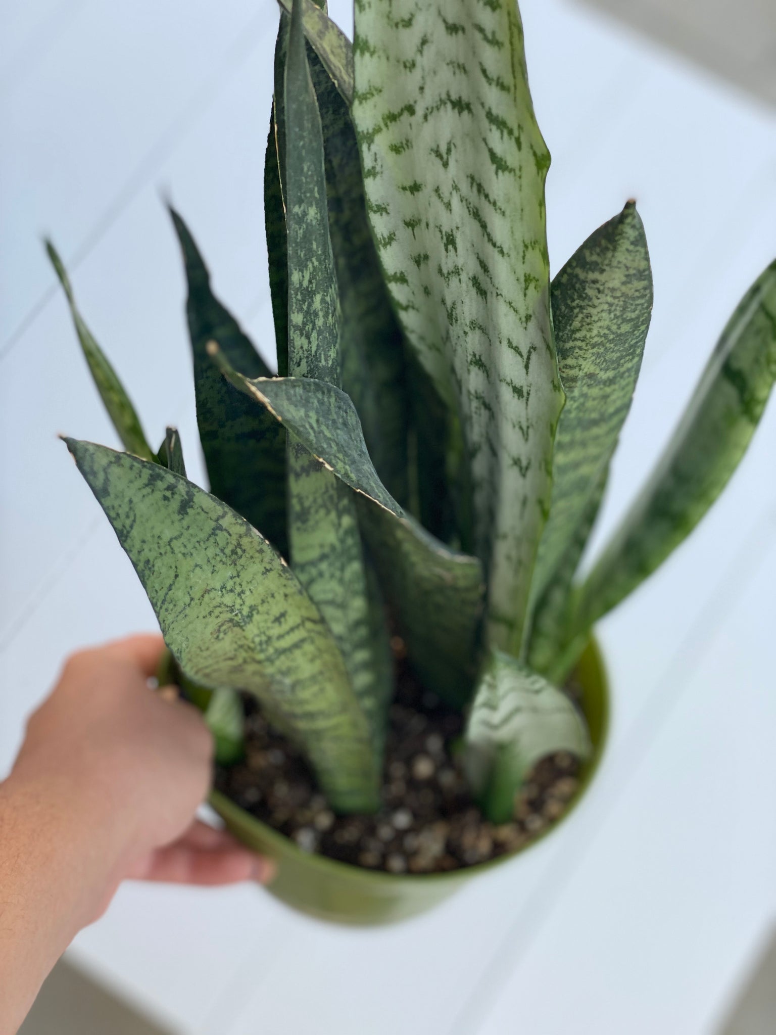 sansevieria black coral Sansevieria Black Coral – In Succulent Love