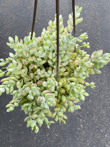 cliff cotyledon succulent Cliff Cotyledon Pendens – In Succulent Love