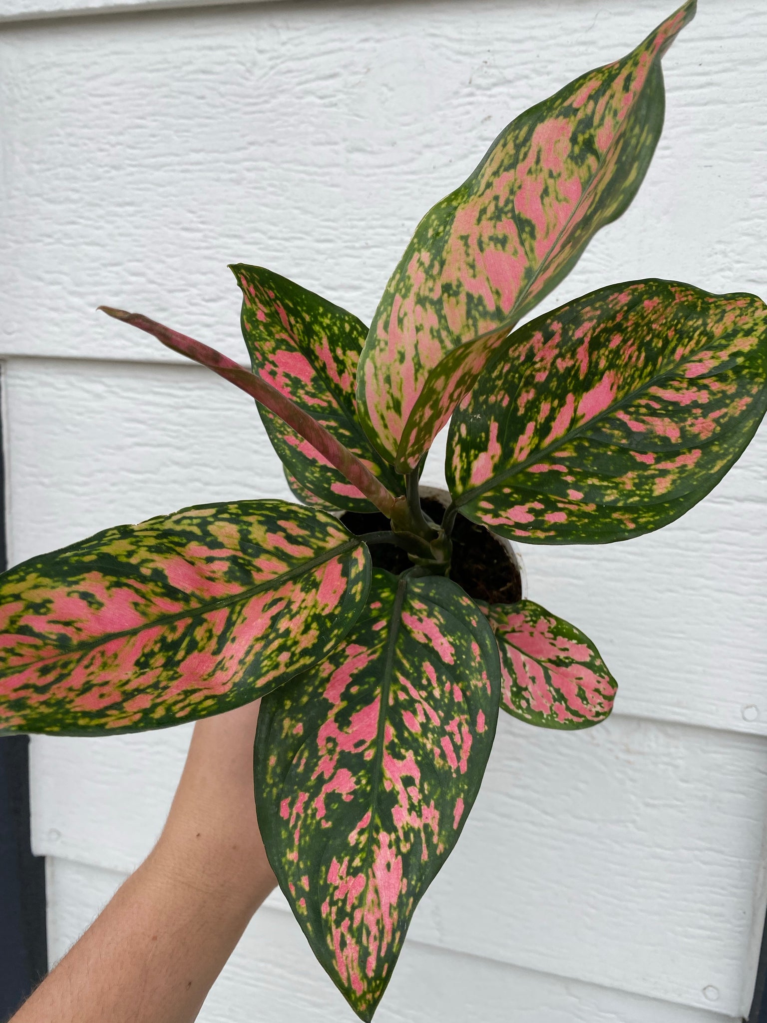 aglaonema pink suzy Pink Lady Valentine' Chinese Evergreen Aglaonema – In Succulent Love