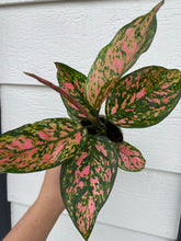 'Pink Lady Valentine' Chinese Evergreen Aglaonema