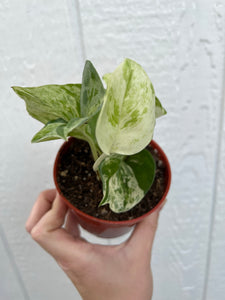 Pothos Manjula