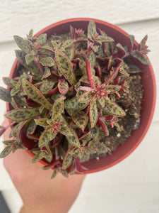 tiger jade plant care Crassula Tiger Jade Picturata