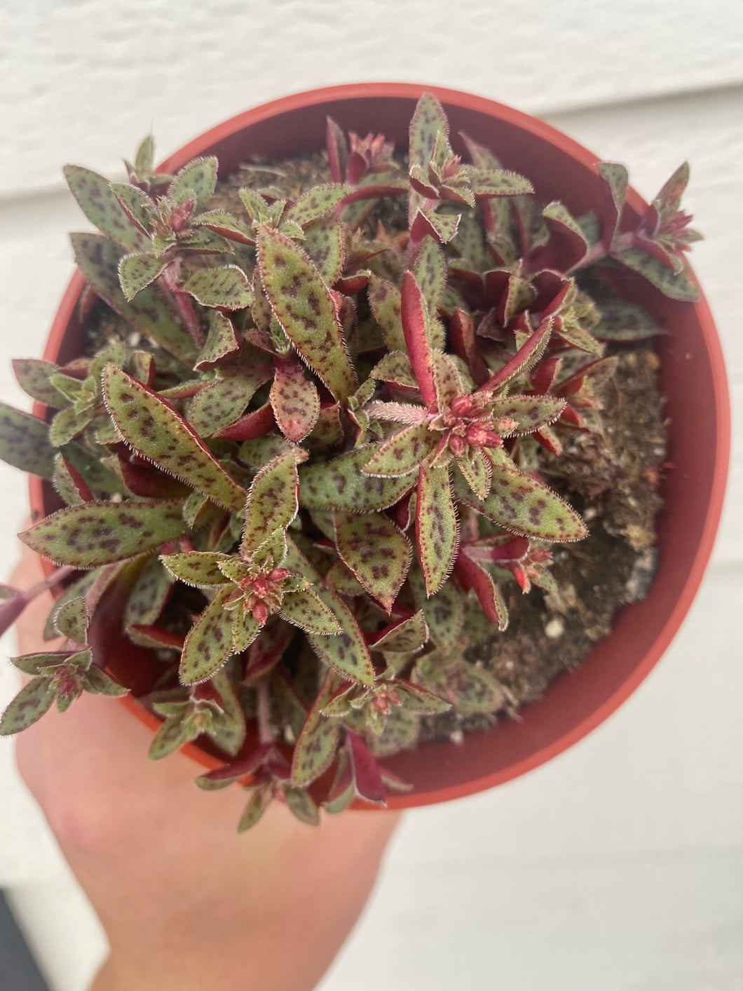 tiger jade succulent care Crassula Tiger Jade Picturata