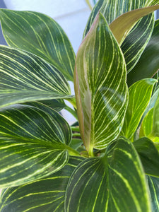 Philodendron Birken Swirly