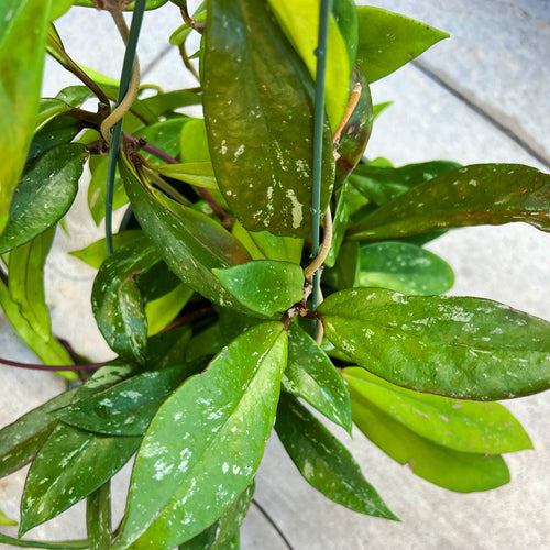 Hoya Pubicalyx Splash