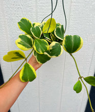 Hoya Kerrii Variegated Hoya Heart ('SweetHeart')