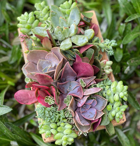 succulent planter kits DIY Planter Box Kit