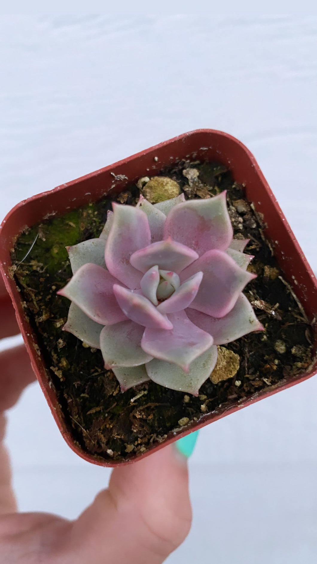 Echeveria Lola Purple Hybrid