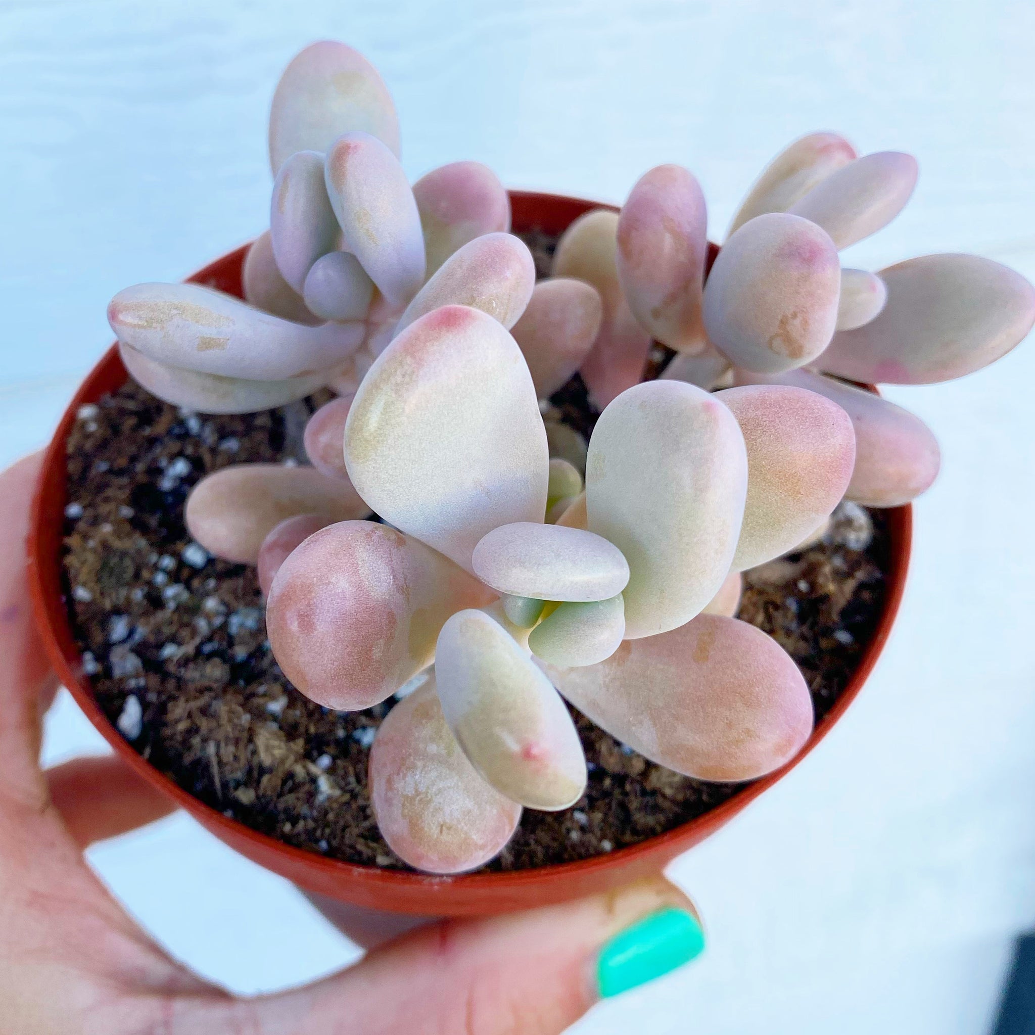 pachyphytum oviferum succulent Pink Moonstones