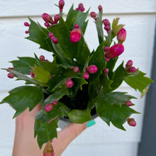Winter Christmas Cactus (Currently Not Blooming)