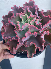 Echeveria Dick’s Pink