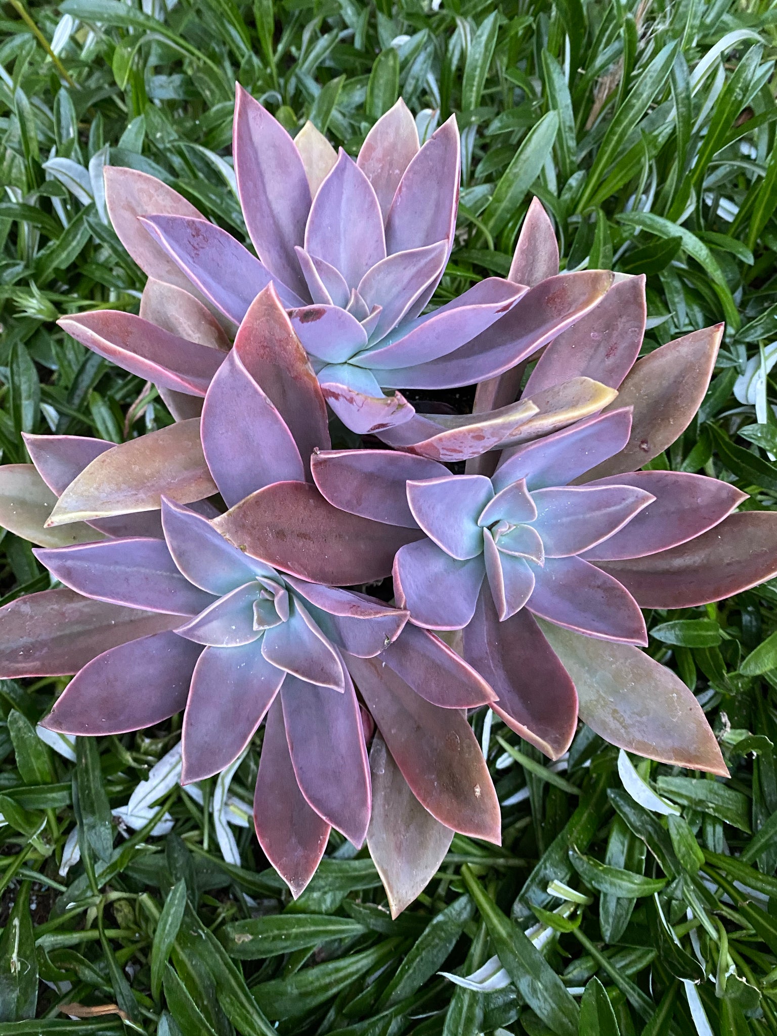 succulents fred ives Fred Ives: Triple Heads – In Succulent Love