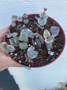 Ceropegia Woodii Variegated String of Hearts