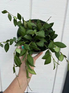 Hoya Aff Burtoniae