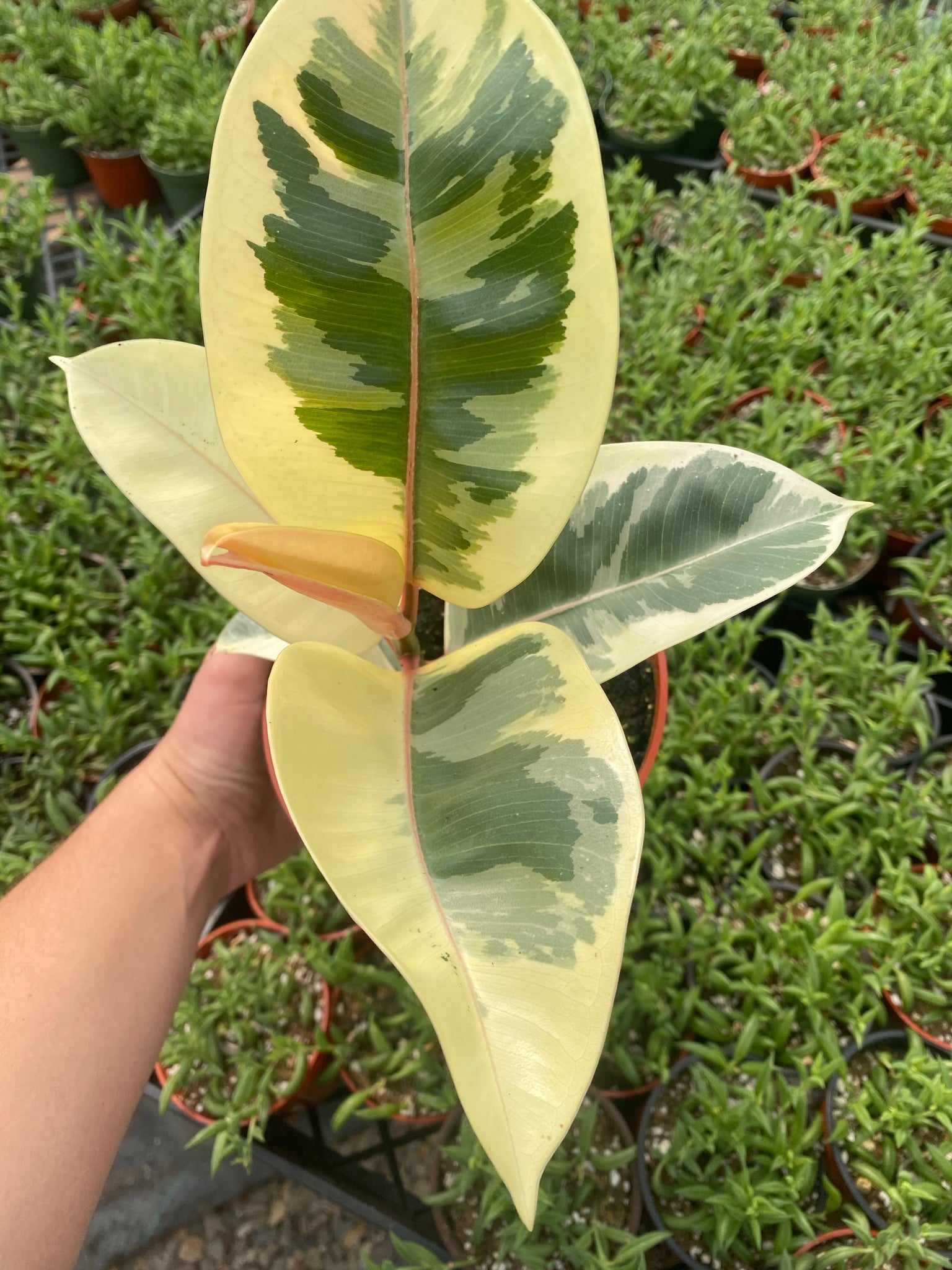yellow rubber tree plant Ficus Tineke Tricolor (Variegated Rubber Tree) – In Succulent Love