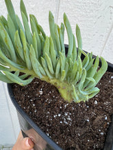 Mermaid Tail - A ( Crested Senecio Vitalis )