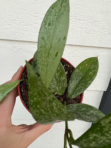 Hoya Pubicalyx Super Splashy