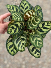 Calathea Makoyana