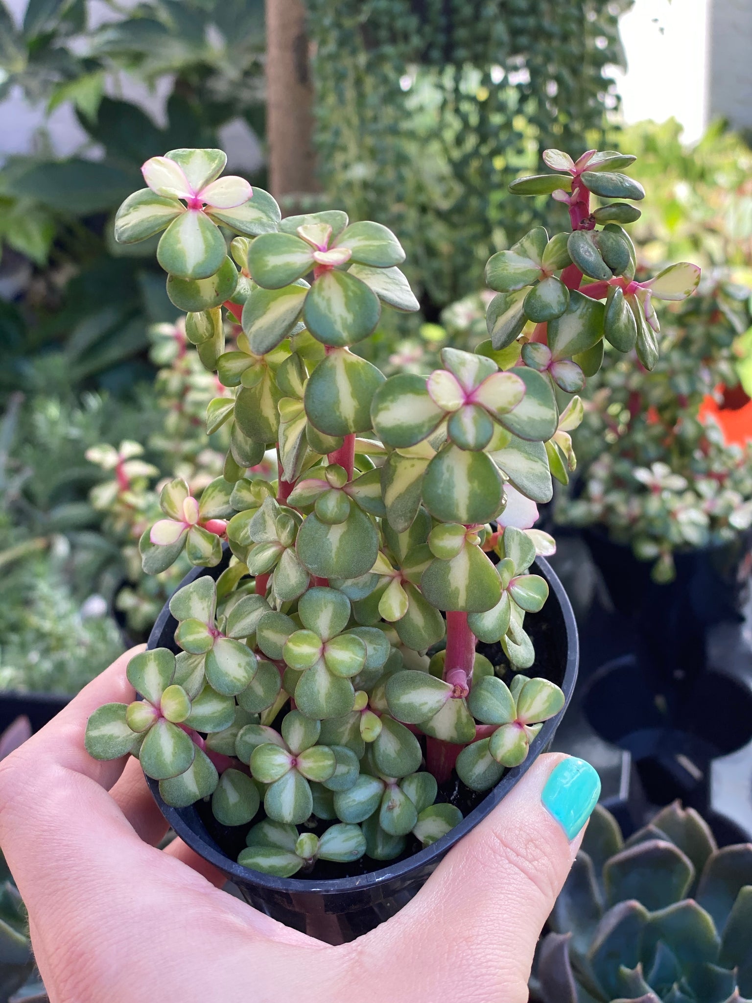 portulacaria afra kaleidoscope Portulacaria Afra. Medio-Picta (Rainbow Elephant Bush / Kaleidoscope) – In Succulent Love