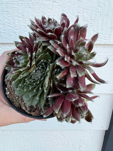 Sempervivum Jade Rose