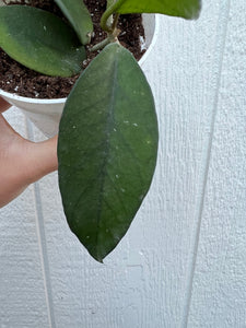 Hoya Fungii