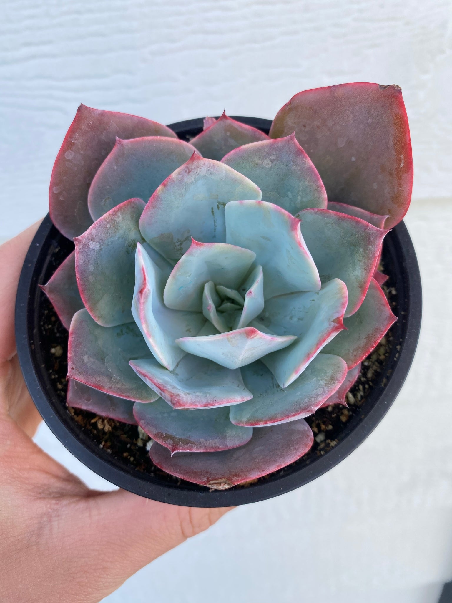 binde dom Nødvendig Echeveria Morning Light / Morning Beauty – In Succulent Love