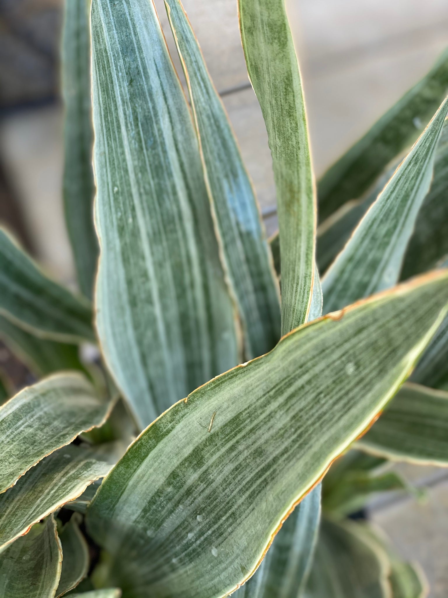 sansevieria sayuri Sansevieria Sayuri – In Succulent Love