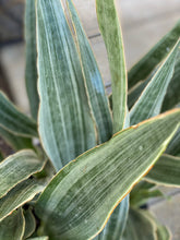 Sansevieria Sayuri