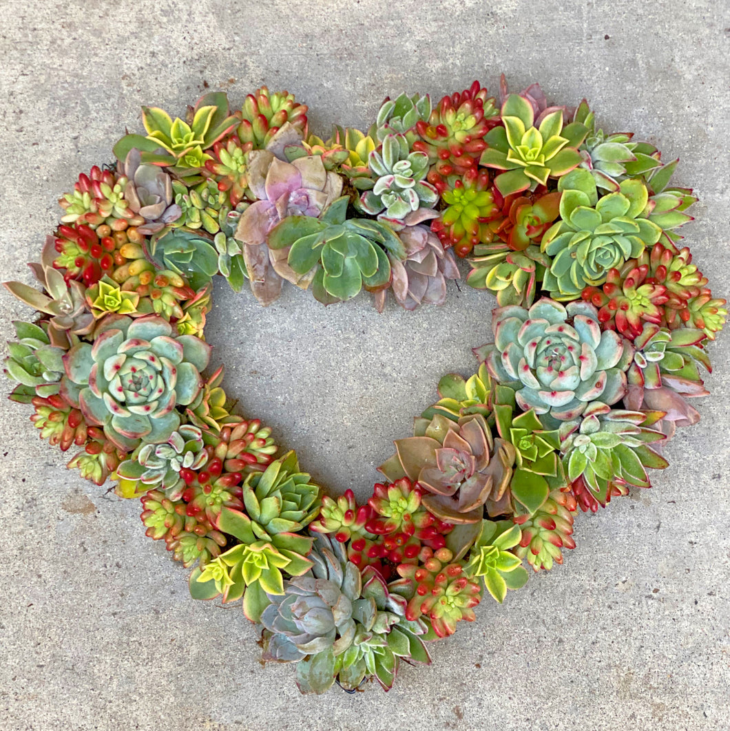 DIY Succulent Heart Wreath Kit