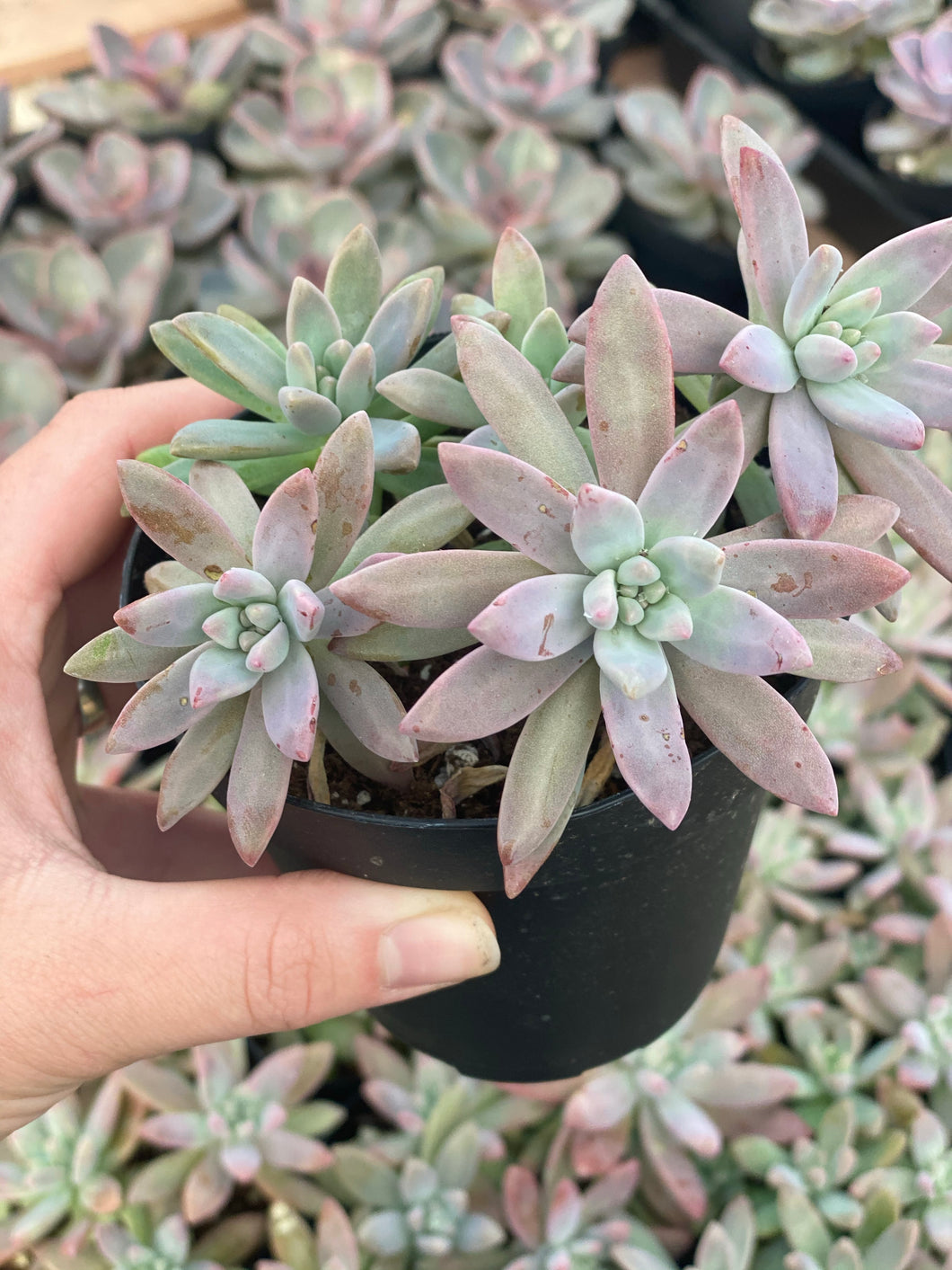 Graptoveria Blue Pearl