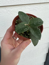 Hoya Mathilde
