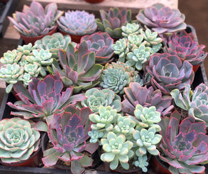 Mixed Succulent Flat: 20 (4in) Succulents