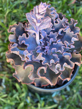 Echeveria Violacina