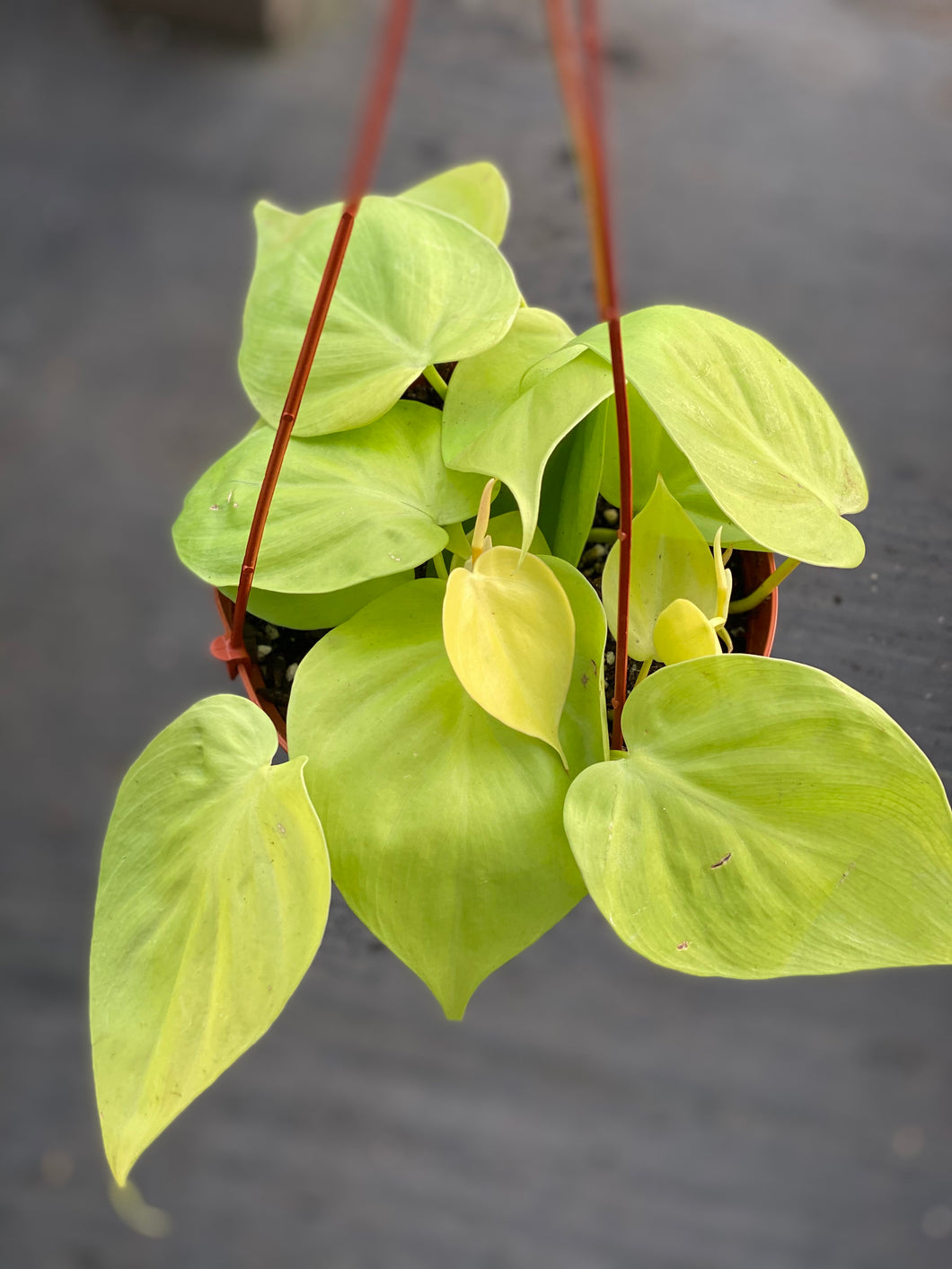 philodendron heart leaf brasil neon Philodendron Cordatum Neon ( Neon Heart Leaf) – In Succulent Love