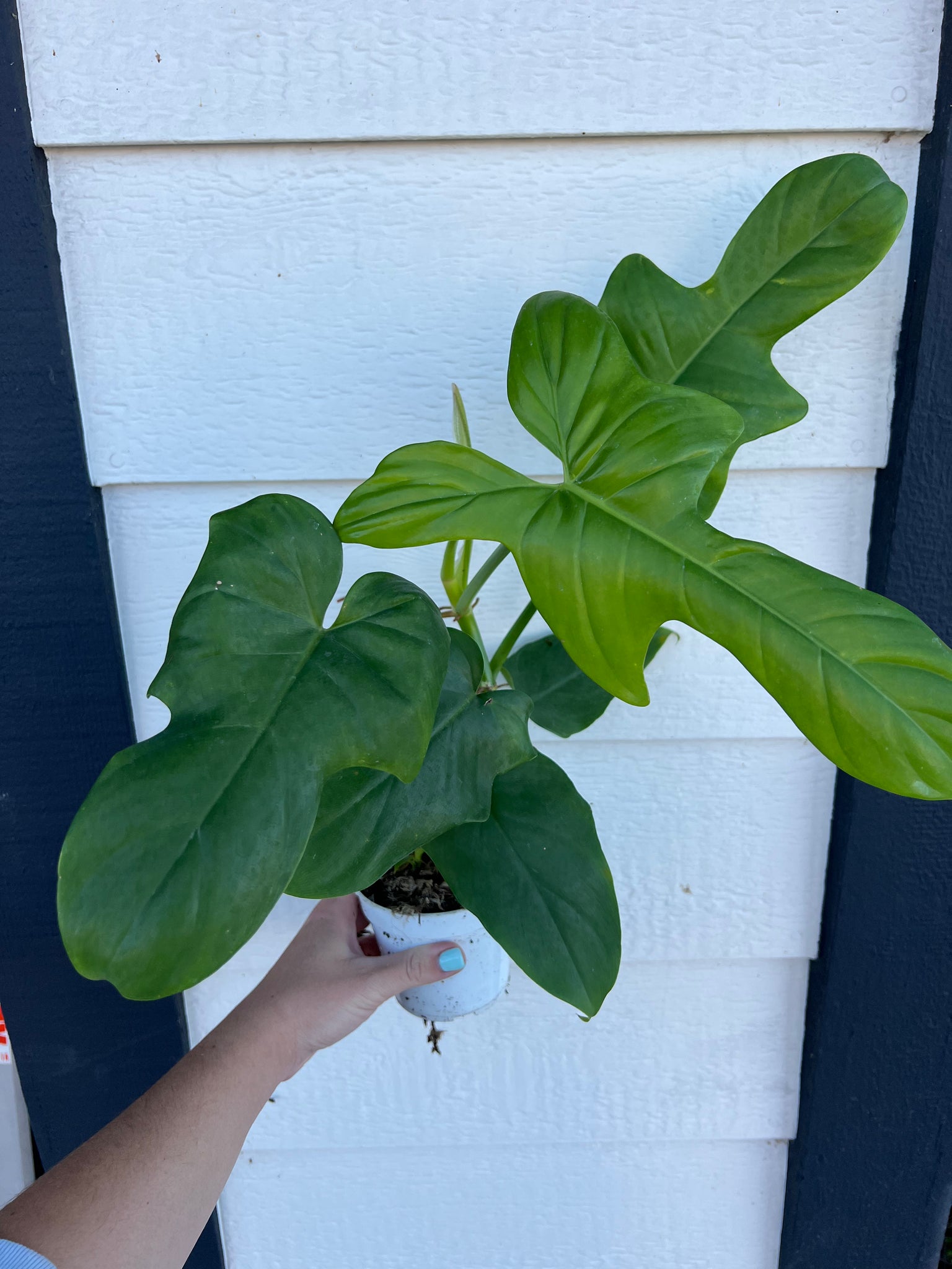golden violin philodendron price Philodendron Bipennifolium 'Golden Violin' – In Succulent Love