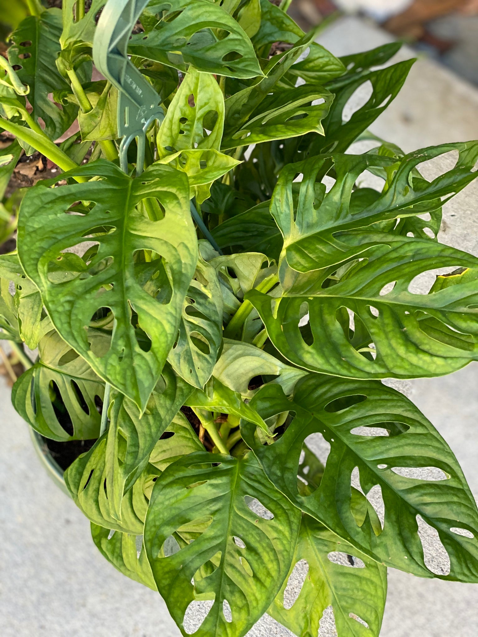 swiss cheese plant where to buy Monstera Adansonii