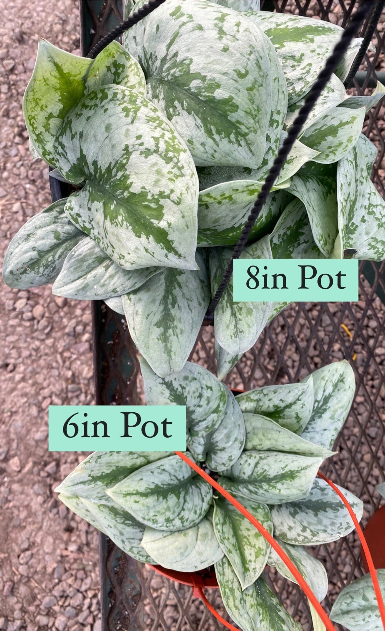 scindapsus excotice pothos Scindapsus Pictus Exotica Pothos – In Succulent Love