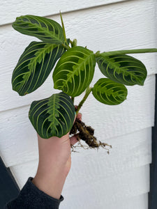 Lemon Lime Maranta ( Green Prayer Plant )