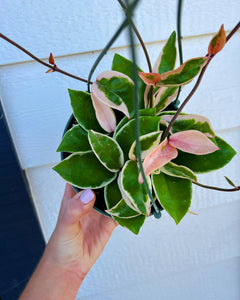 Hoya Carnosa Variegated ‘Krimson Queen’ / ‘Tri Color’