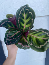 Calathea Roseopicta ' Medallion ‘